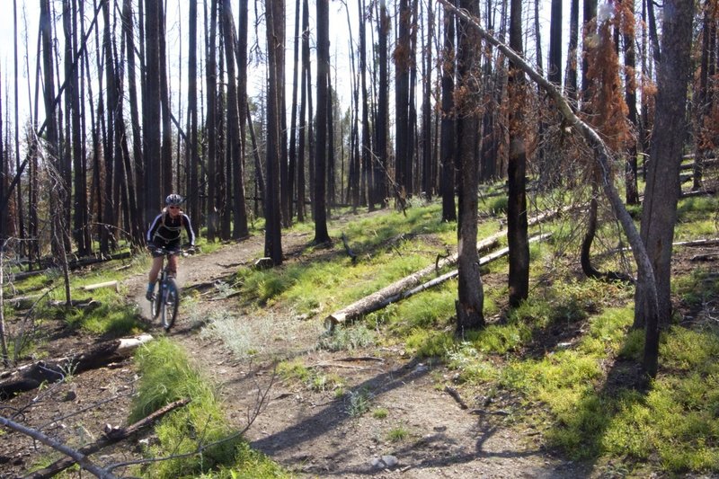 Butcherknife Ridge Trail run through forest burned in 2013 fires.