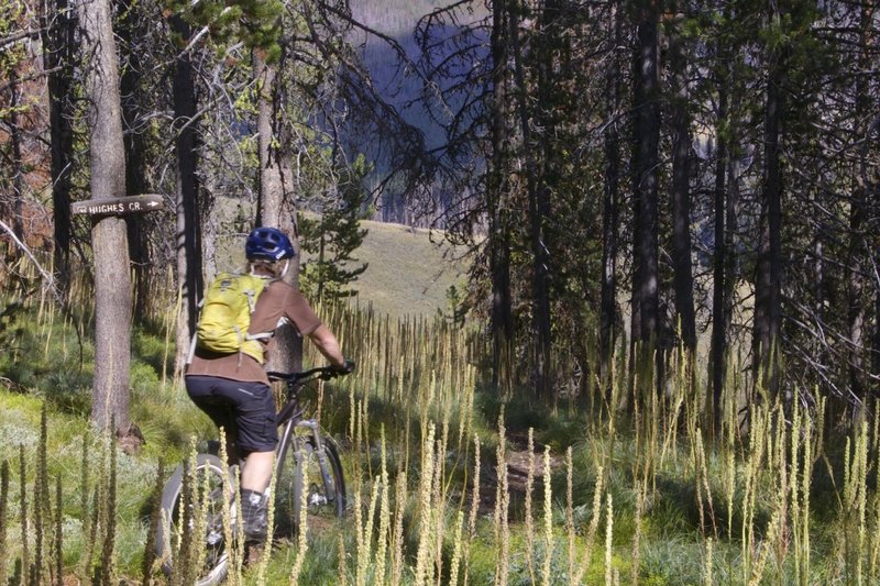 Through the Beargrass, the Divide Trail leaves the ridge and drops towards Hughes Creek.