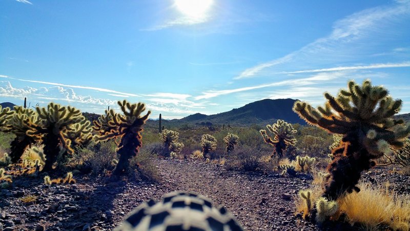 Plenty of shin-grazing cacti. The Figure 8 loop on a warm October morning.