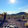 Plenty of shin-grazing cacti. The Figure 8 loop on a warm October morning.