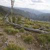 Riding the Divide #106 trail across the head of Twin Creek.