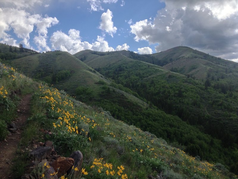 Early summer view of Kinport Peak (radio towers) from Sterling-Justice trail above Cusick Creek. Arrow-leaf balsamroot flowers in foreground.