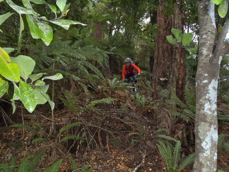 Ferns line the track through some of the switchbacks.