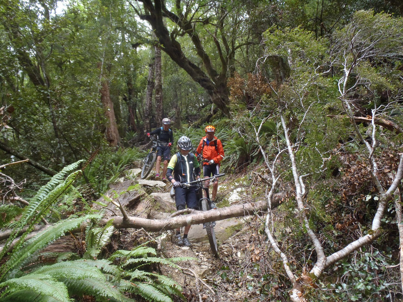 Navigating a windfall near the start of the carry section