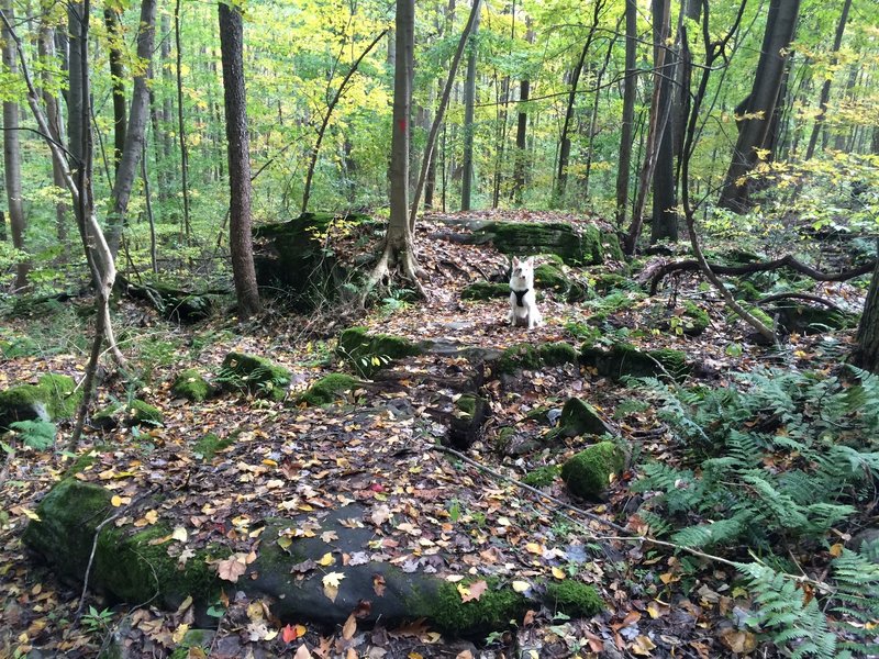 Looking uphill (reverse direction of travel). Rocks with drops if going fast enough. Border Collie shown for scaling purposes.