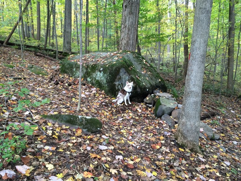 Looking uphill (reverse direction of travel). Large car-sized boulder with armored entry and exit ramps.  Can be easily rolled.  Sometimes ramp rocks are a little loose.  Border Collie shown for scaling purposes.