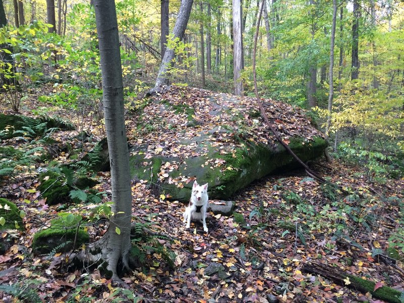 Looking uphill (reverse direction of travel). Large car-sized boulder with armored entry and exit ramps. Can be easily rolled. Rocks are often slippery with moss and moisture. Border Collie shown  for scaling purposes.