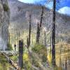 Riding through the 2010 Shultz Fire burn area