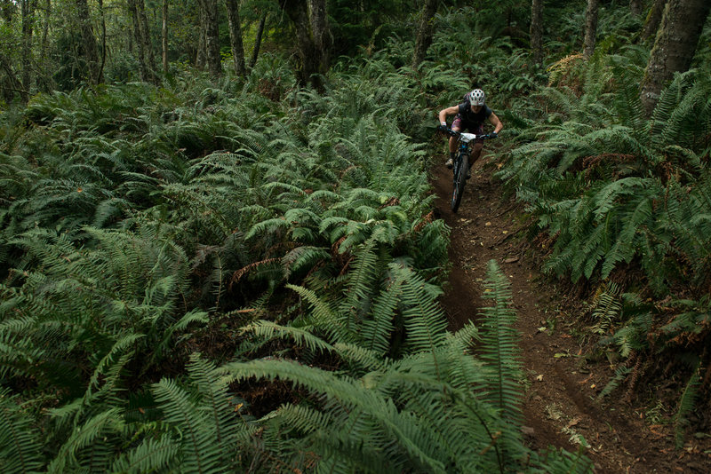 Laurel Peak riding through a sea of ferns on Double Diamond.