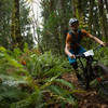 Ian Schmitt racing between the ferns on the Upper Ridge Trail.