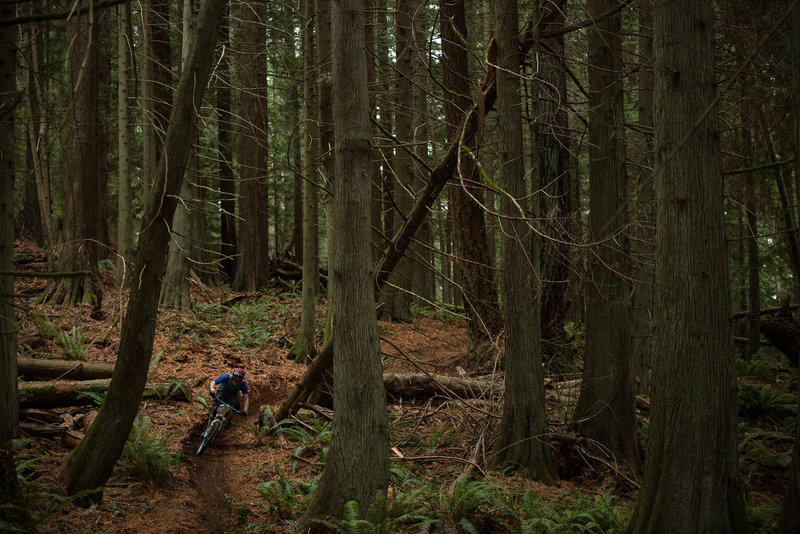 Matthew McCluskey winds his way through one of the area's neatest forests.