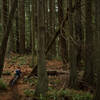 Matthew McCluskey winds his way through one of the area's neatest forests.