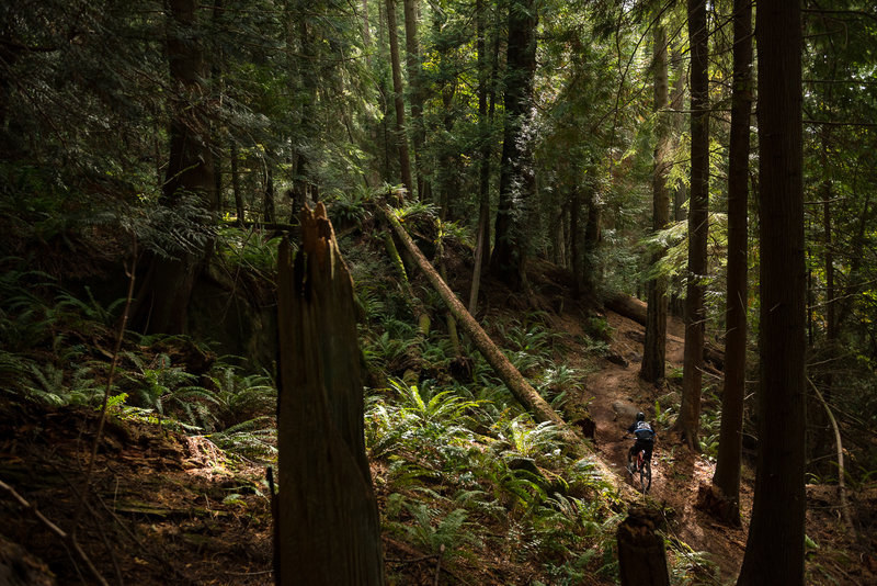 Riding through a lush forest on Double Down.