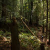 Riding through a lush forest on Double Down.