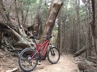 Neat old dead trees along the edge of the drained lake
