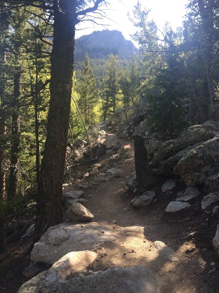 Winding singletrack on the Raccoon Trail at Golden Gate State Park.