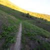 Top of Ireland trail in the Winter, notice the greenery compared to the summer months.  This can be a very fast section when you let it go.