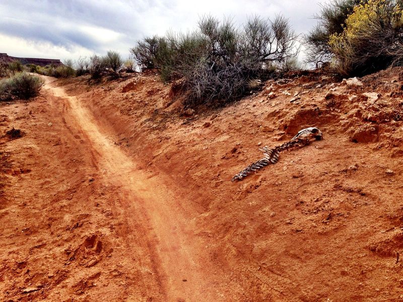 Trailside hazard on the Dead Ringer.