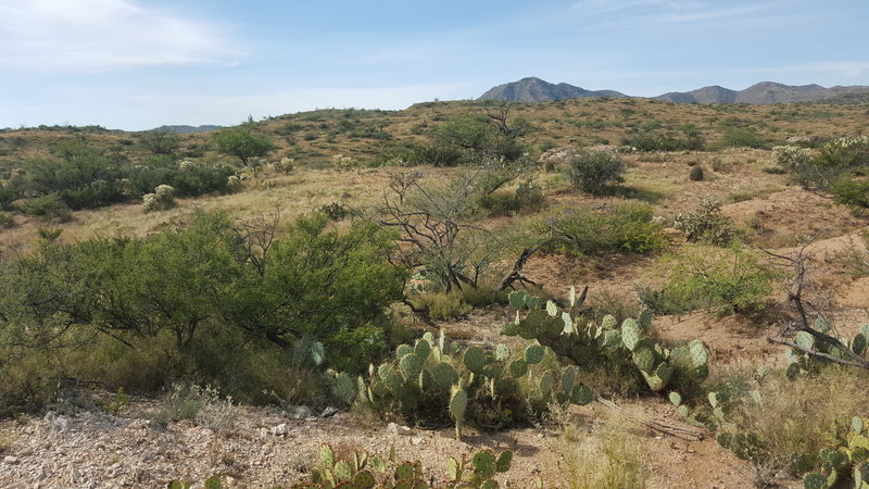 The scenery in the back of the trail, looking south.