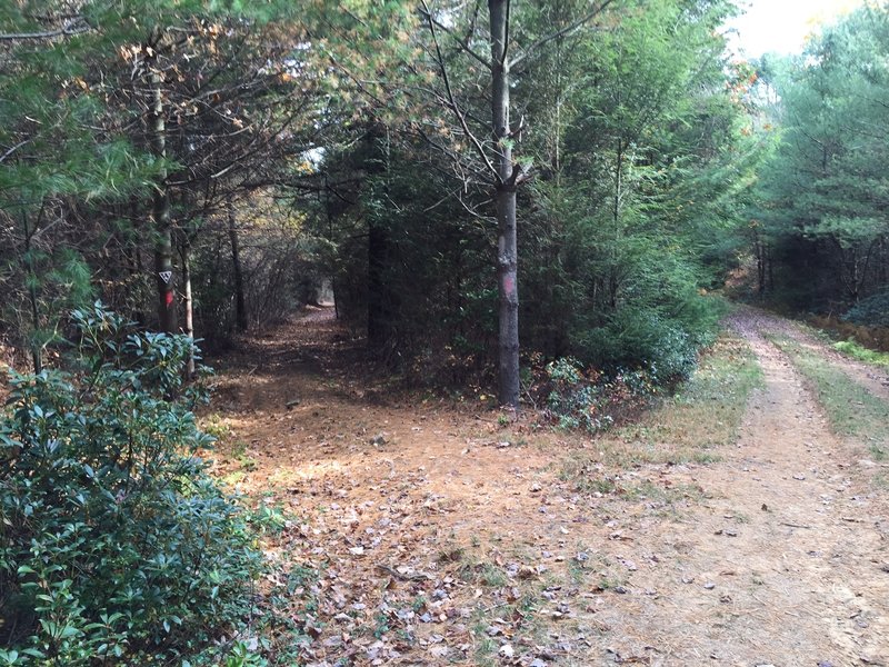 Note: Black Gap Trail actually goes left down the hill, but most people stay right on the Disables Sportsman access road. If you go left do not take the new trail off to the right a little further down as this is in progress and ends abruptly.