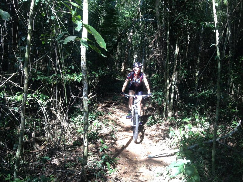 The trail through the jungle.