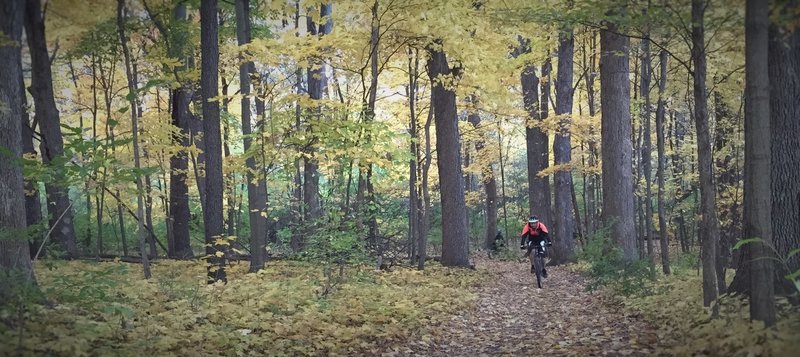 Pedaling through the fall colors of a maple forest.