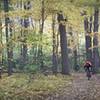 Pedaling through the fall colors of a maple forest.