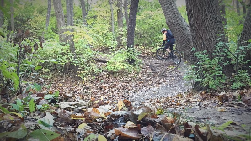 Eastbound on Turf; Climbing a left-hand rooty sweeper after a creek crossing.