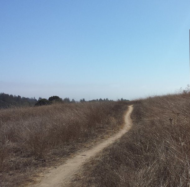 Looking down twin oaks trail from the top. Wind in the face ahead..