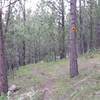 Singletrack, Cambria,