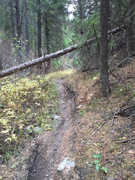 The fun intermediate sections on Howard Creek have some obstacles to keep an eye out for!