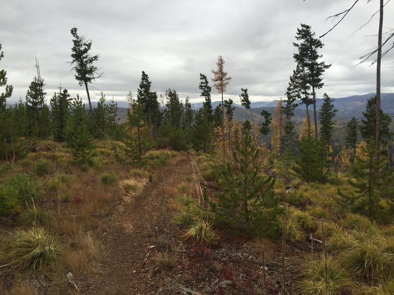 Regrowth is slow in recovering clear cut areas near Howard Creek.