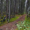 Roots on Ligne Verte, St-Félicien Qc.