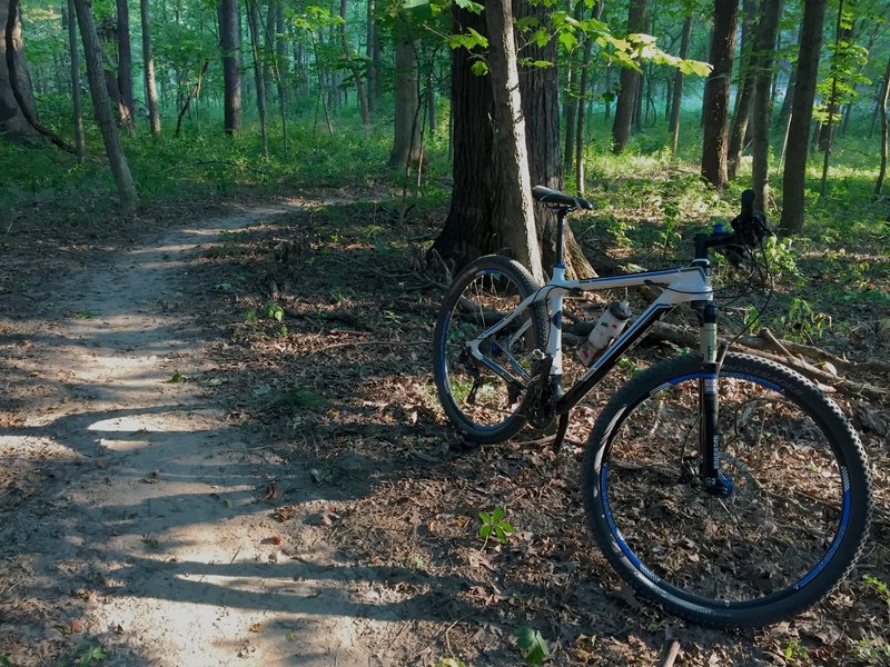 Singletrack trail in scenic forest near the Boulder Loop.