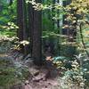 Early Fall on the McKenzie Bridge Trail, September 2015