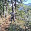 Middle section of South Baldy is all in the pines.