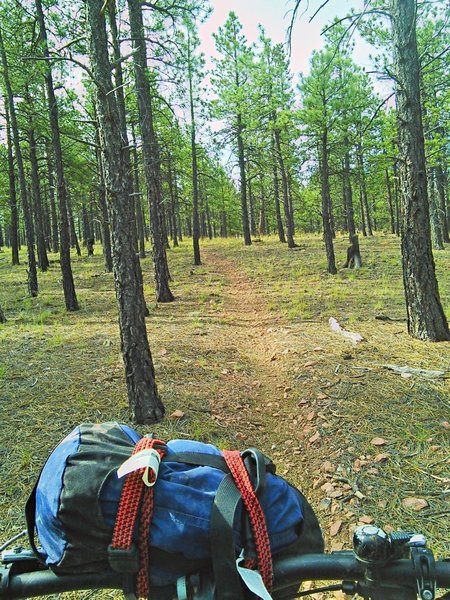 Gradually climbing towards the McGaffey Lookout in the open forest