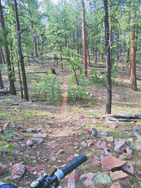 Most of the McGaffey Lookout trail tread is pine needles, but there are a few rocky spots