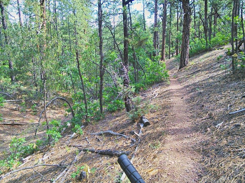 Terrain becomes slightly steeper towards the northwest end of the McGaffey Lookout trail.