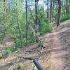 Terrain becomes slightly steeper towards the northwest end of the McGaffey Lookout trail.