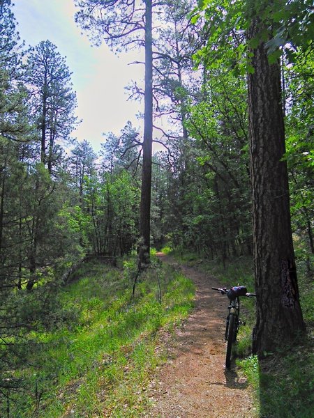 Looking up Strawberry Canyon, an oasis in the high desert pines