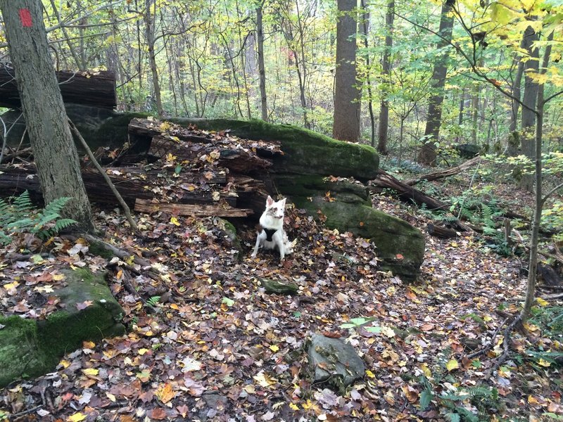 Some of the obstacles on the Freeride Loop, with a furry friend for scale.