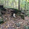 Some of the obstacles on the Freeride Loop, with a furry friend for scale.