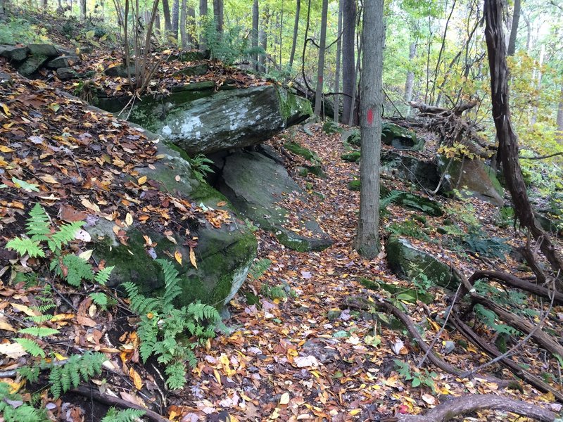 Tight singletrack obstacles on the Freeride Loop.