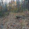 Log pile on the Hank's Trail.