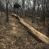 Riding the "B" line down the Log Skinny at Bertram.