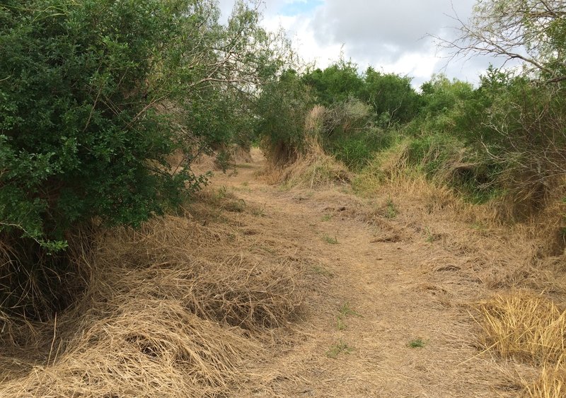 Part of the Oso Creek Park trail.