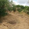 Part of the Oso Creek Park trail.