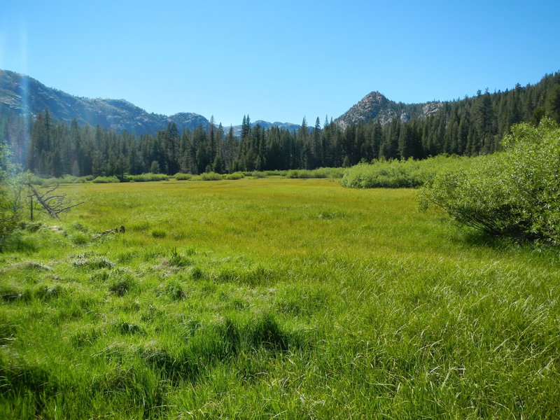 Bryan Meadow as seen in summer from the Sayles Loop.