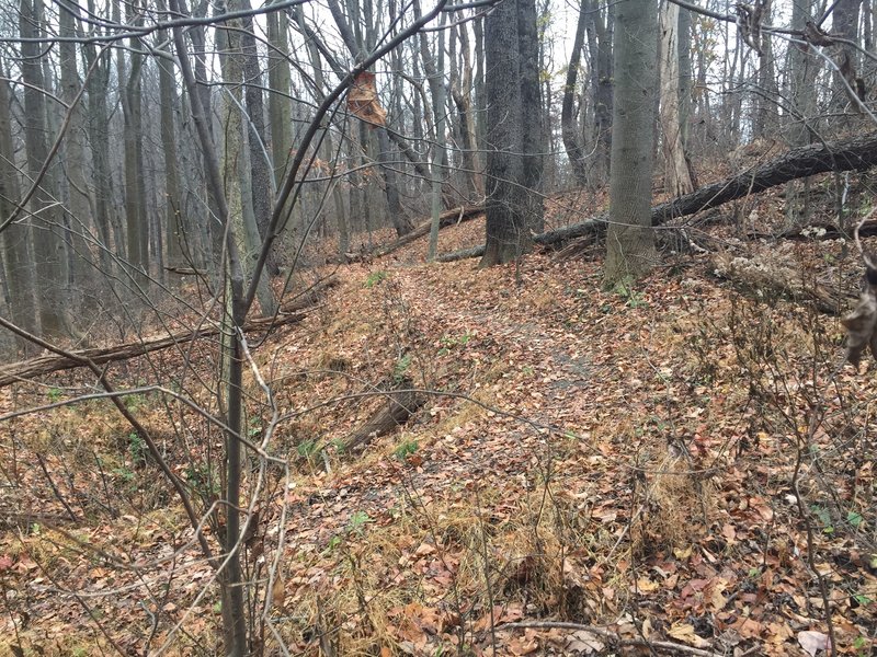 Twisty section of the Creek Trail at White Oak Park.